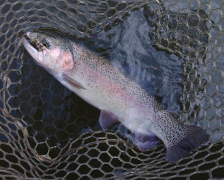 大安トラウトレイク釣果